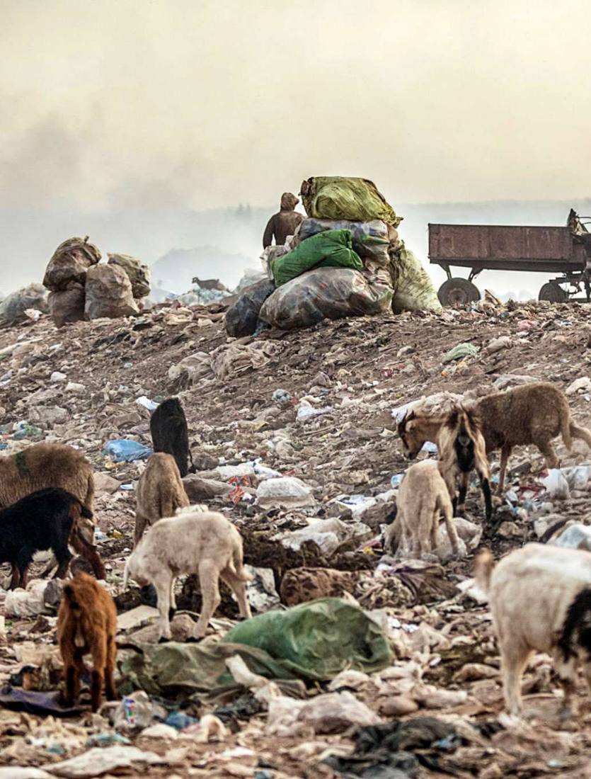 Cattle grazing on an open dumpsite
