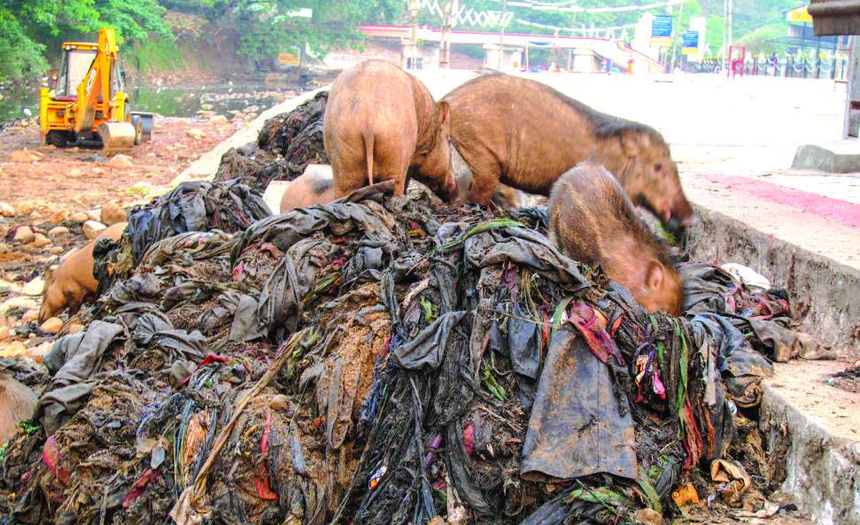 Elephants on a pile of discarded clothes and plastic