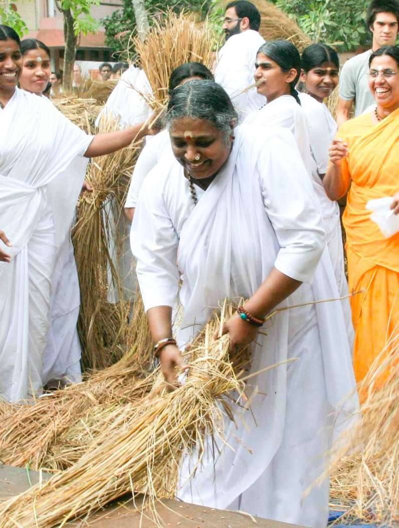 Amma gathering dried husk with ashram residents