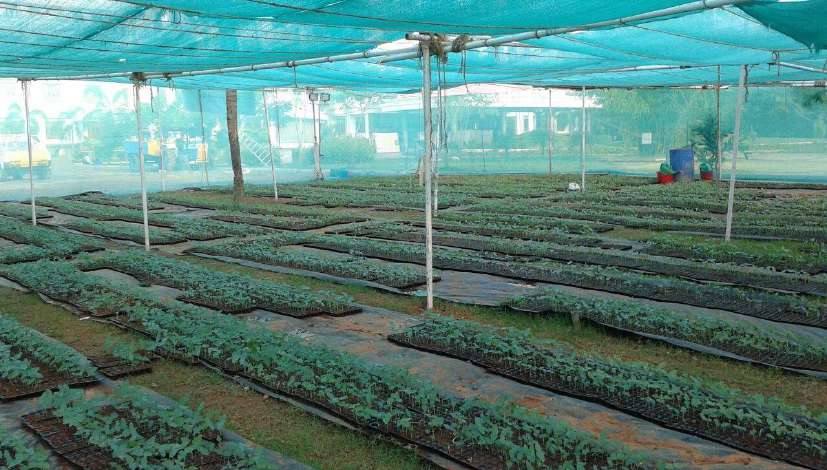 Rows of saplings in a nursery under shade netting