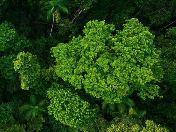 Dense green forest canopy from above